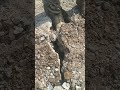 pilot ke entry karte hue gas project Haryana#hdd #xcmg #shortvideo