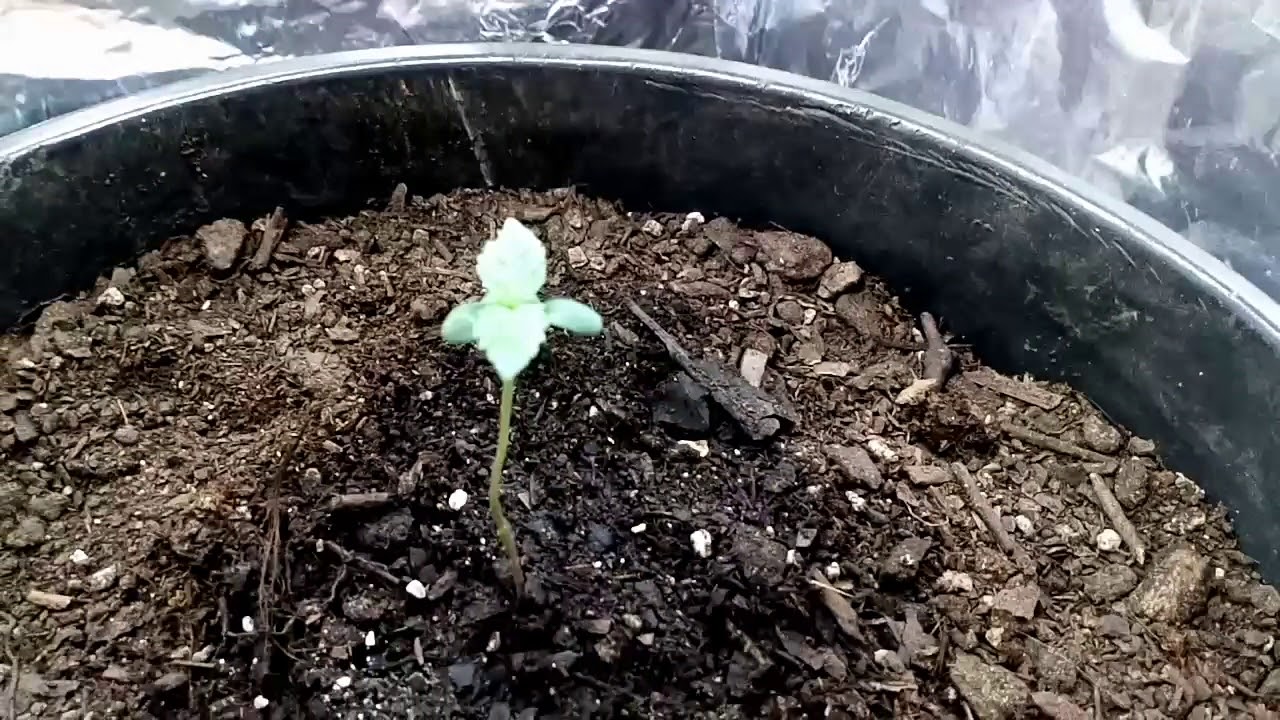 Εβγαλα το 'γυψο' απο το λουλουδι (weed plant Auto Anesthesia)