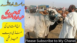 Multan Cow Mandi ❤ New Update(2652024) Bakra Eid 2024 Ki Tiyariyaa Shuro