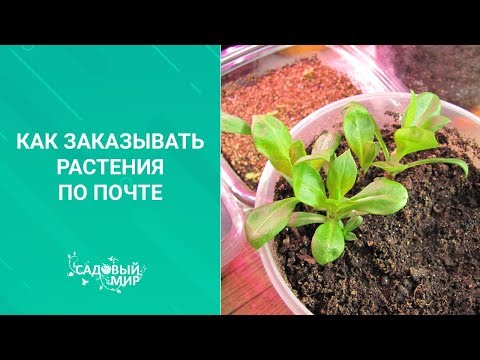 Как заказывать растения по почте и сохранить до весны