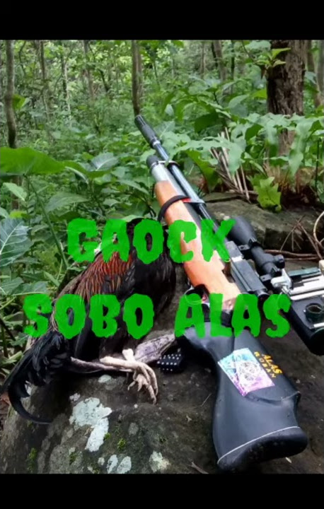 Suara pancingan ayam hutan.. Untuk berburu..👍👍