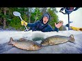 BACKWOODS Catch N Cook With Hybrid Trout! (I've Never Caught One)