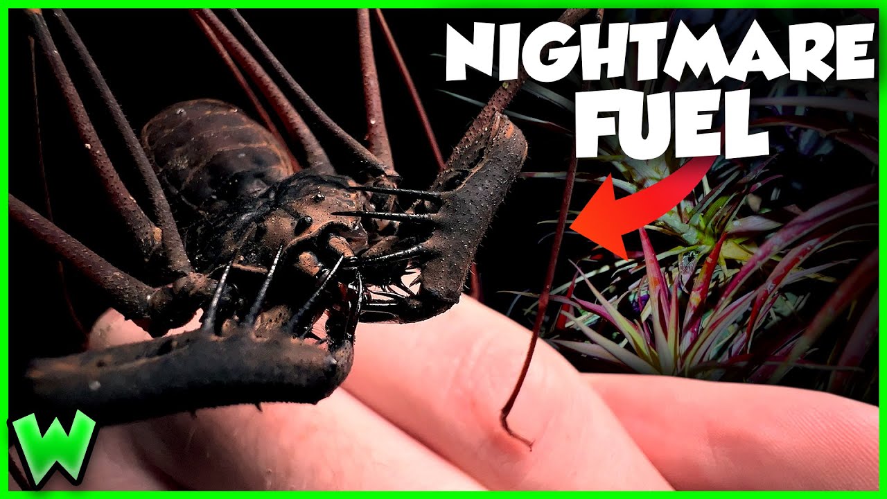 GIANT WHIPSCORPION! Bizarre Jungle Creatures in the Cloud Forest w/ 