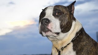 12 Shocking Reasons You Should Never Own A Pit Bull