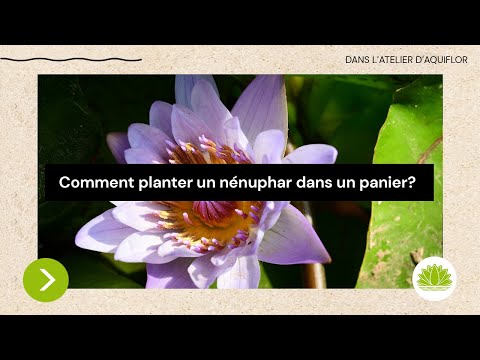 Vidéo: Cultiver des nénuphars dans des pots - Comment faire pousser des nénuphars dans des conteneurs