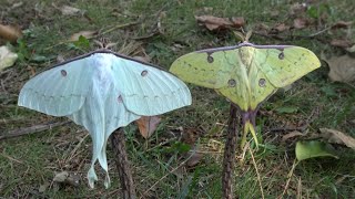 Golden Moon Moth: Actias sinensis - 4K Quality - No Commentary - High Definition - Moon moths