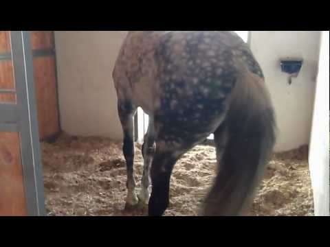 Video: Cavallo Zoppo: Com'era