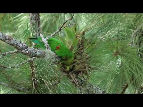 PERICO COMIENDO BROMELIAS ENTRE PINARES