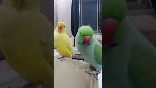 talking parrot | angry birds