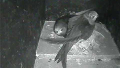 Swift chicks feeding frenzy - 29 August 2021