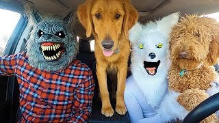 Wolf Surprises Puppies With Dancing Car Ride!