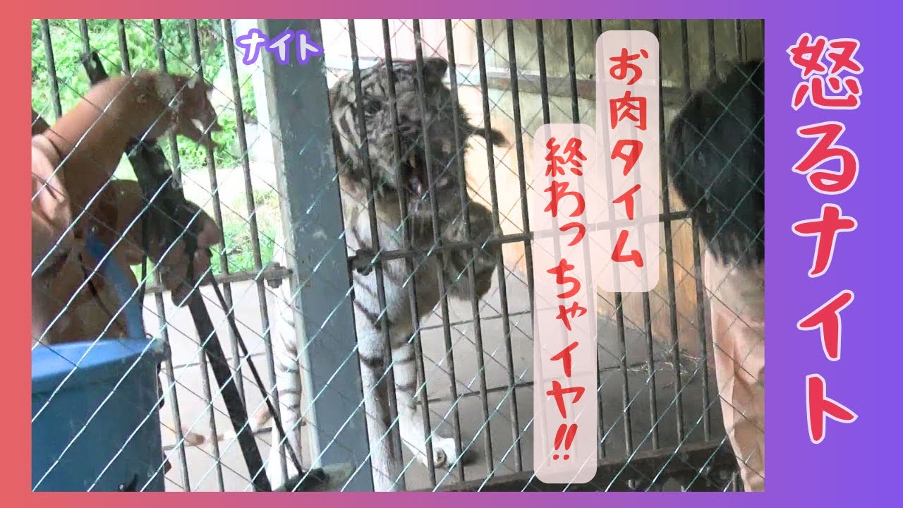 【怒るナイト　お肉タイム終わっちゃイヤ‼】伊豆アニマルキングダム　ホワイトタイガー「ナイト」