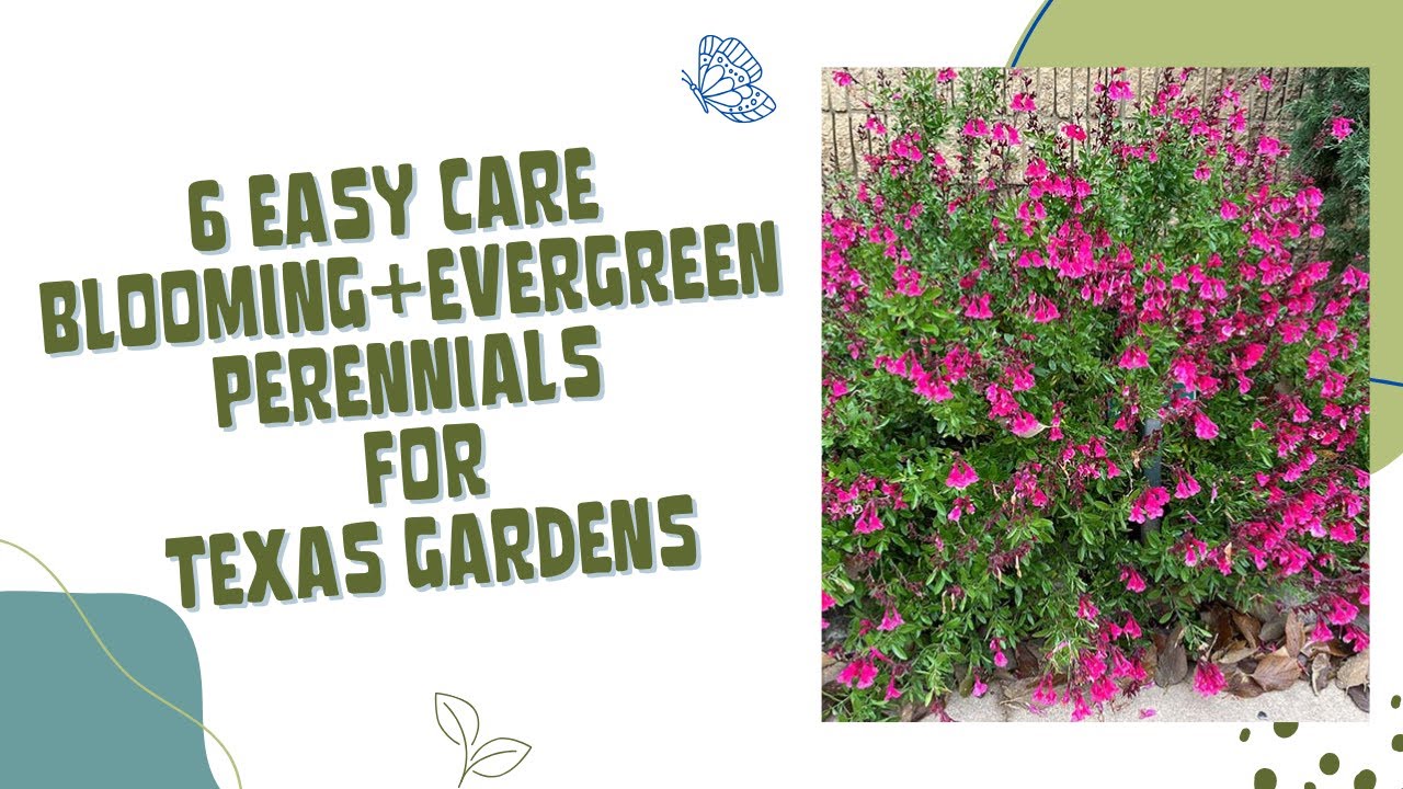 Неприхотливые, вечнозеленые, цветущие многолетние растения для садов Техаса.