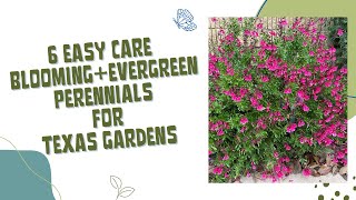 Low-maintenance, evergreen, blooming perennials for Texas gardens