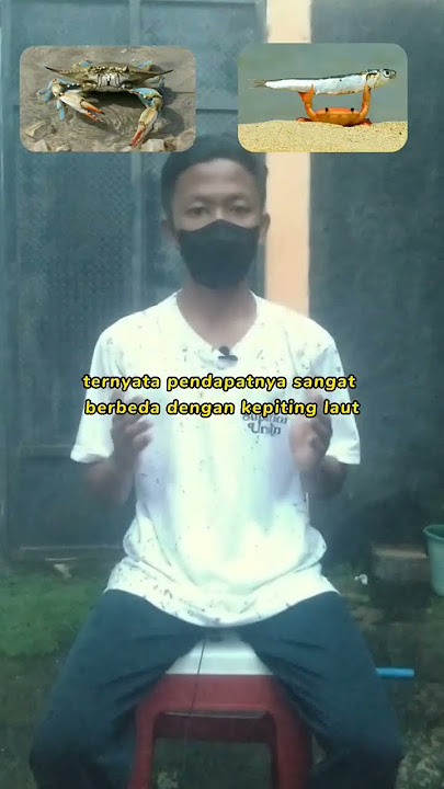 Perbedaan kepiting sungai dengan kepiting laut #kepiting #sungai #laut #halal #haram #islam