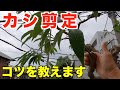 シラカシで枝抜き剪定のコツを細かく解説します！【庭師　剪定　pruning　10月　カシ　樫】