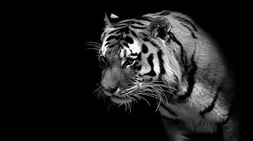 Saving The Malayan Tiger