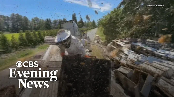 14 million honeybees escape after truck rollover in Washington state
