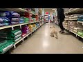 Dog is handled off leash in public!