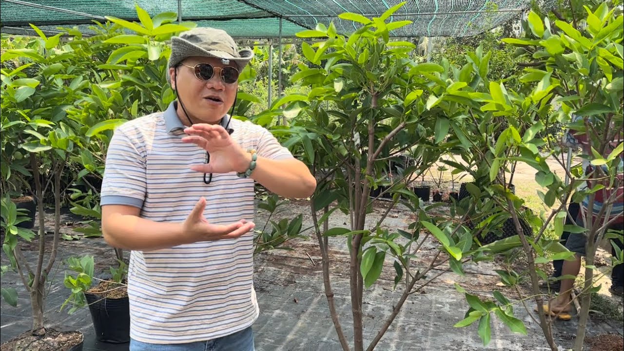 So sánh Mận Xanh Đường Sóc Trăng & Mận Hồng MST