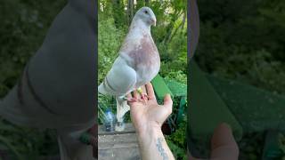 Bouchõn khinisi gorguero 😂🥰 #populerpigeon #pigeonhouse #paloma #tauben #duiven #colombe #pets ❤️