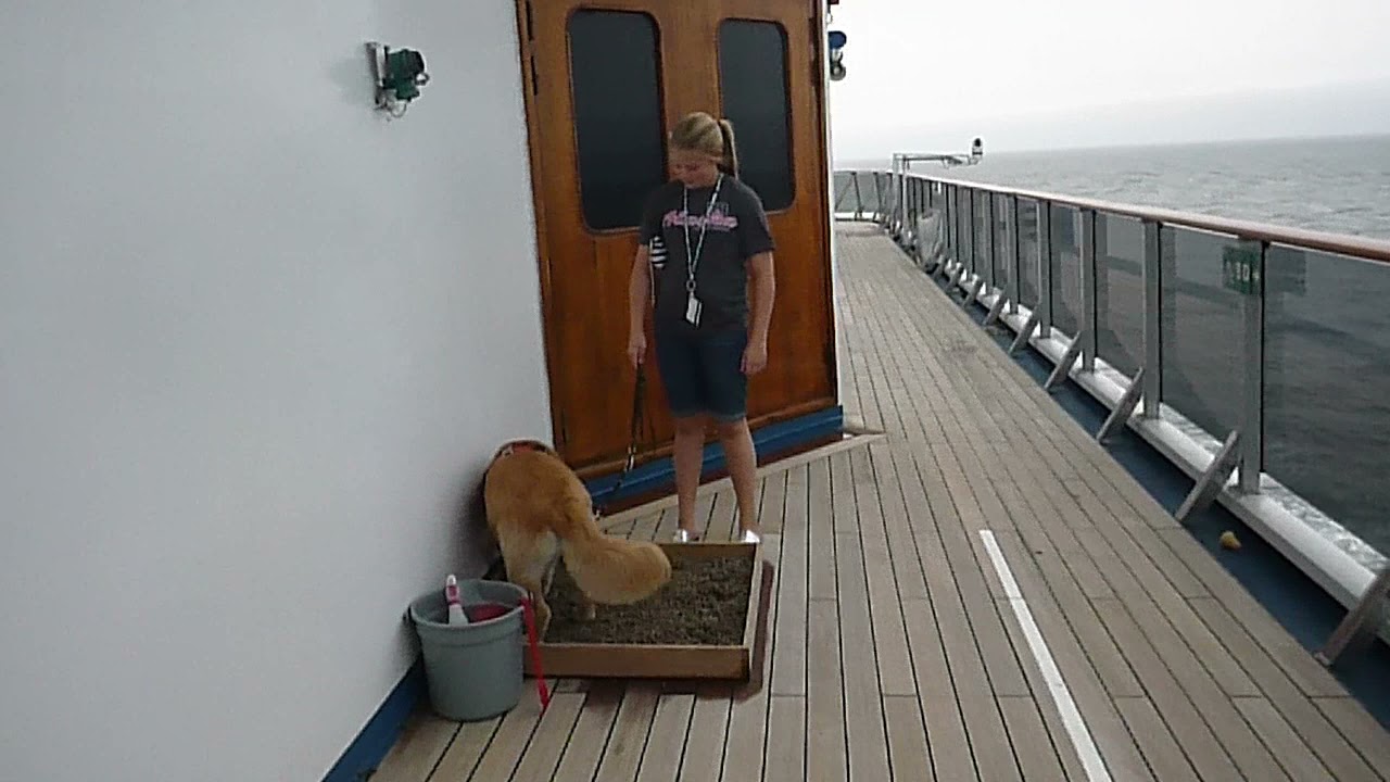 Can Therapy Dogs Go On Cruises