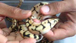 Ball python clutch number 5,2015