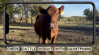 Check Cattle Weight With Smartphone