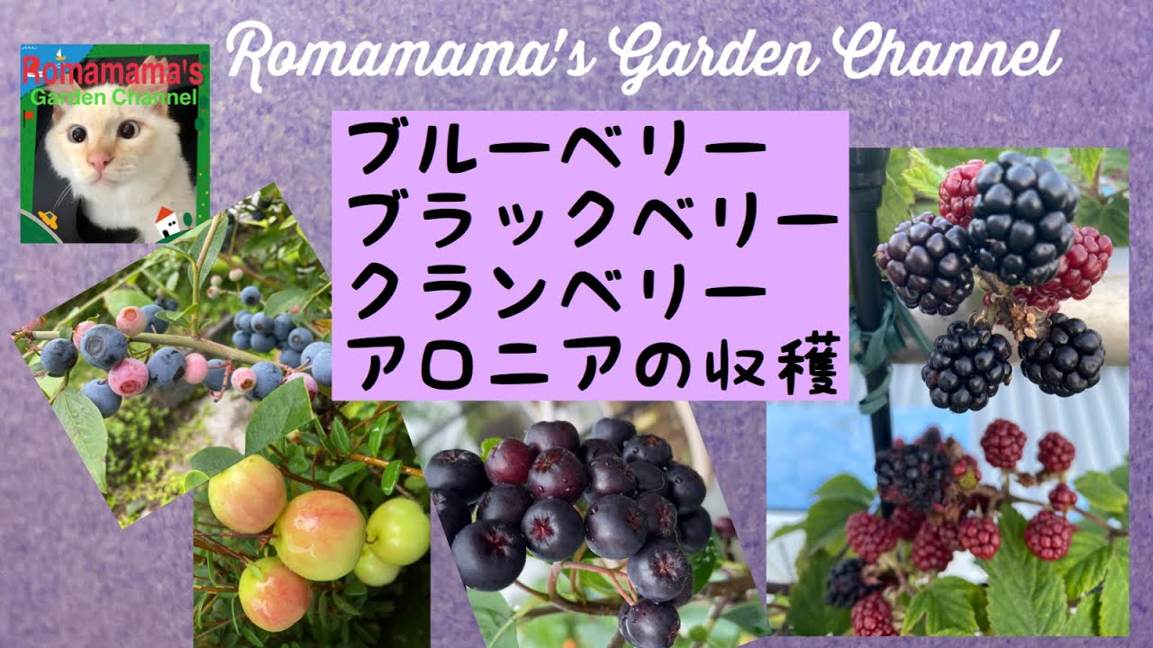ブルーベリー ブラックベリー クランベリー アロニアの収穫 ガーデニング ブルーベリー ブラックベリー Youtube
