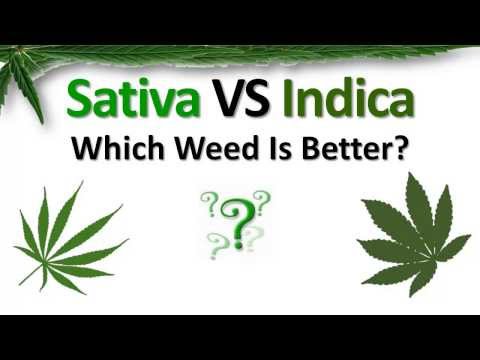 Video: Indica Vs Sativa: Un'introduzione Ai Principali Tipi Di Cannabis