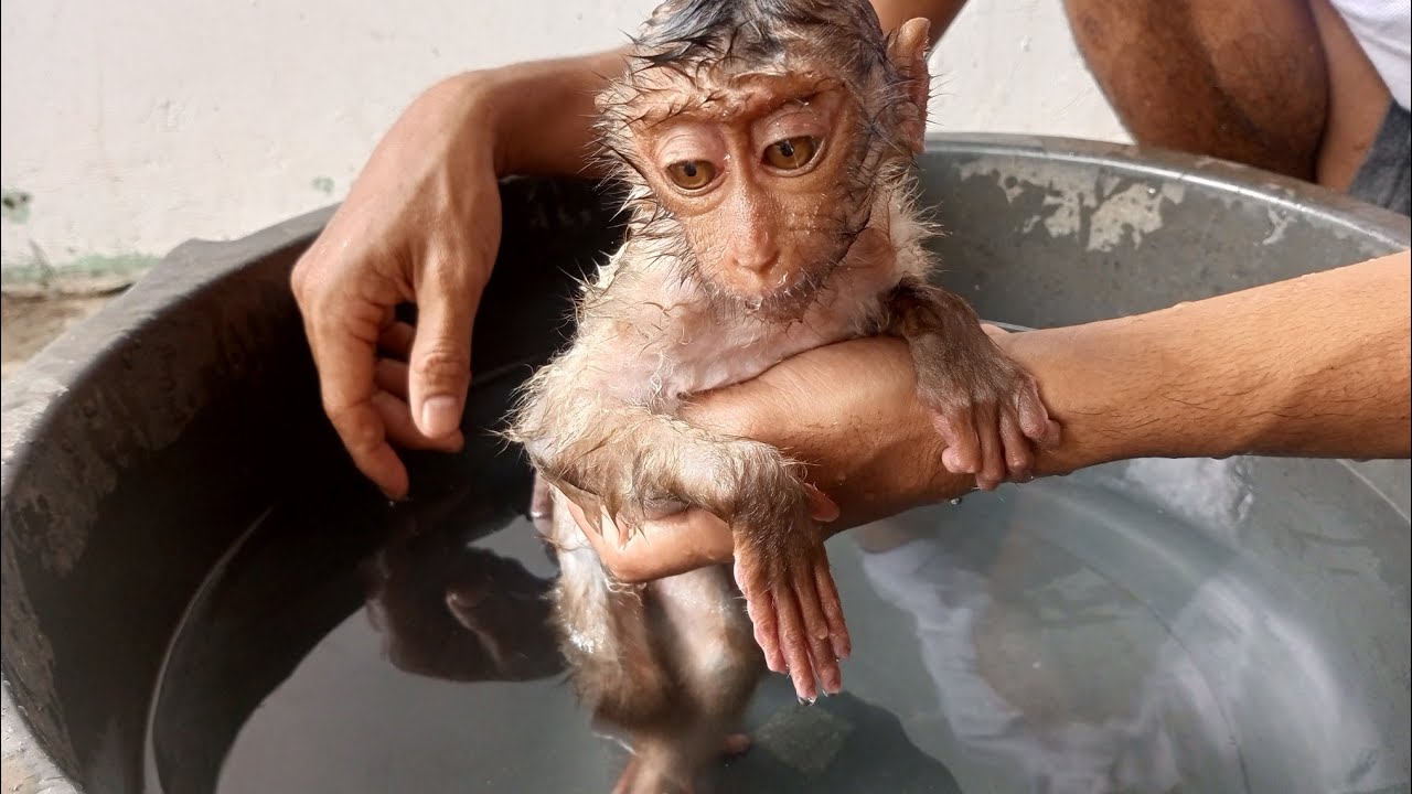 Пора Сирли принять душ, но почему у неё такое выражение лица??