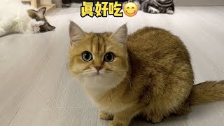 【牛奶是只猫】还是这个方法有用哈哈哈哈哈哈！结尾小老三竟然毫无察觉