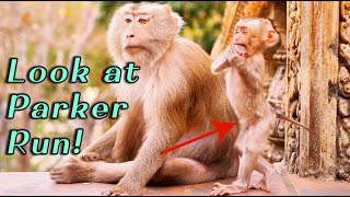 Mama Monkey Pinka Follows Baby Parker’s Playful Run 🐒  Cute & Active Baby Monkey Update screenshot 4