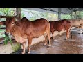 26/4. Báo giá cặp cái chữa. Con 36 tr 500. Ac tham khảo. Lh. 0399993428
