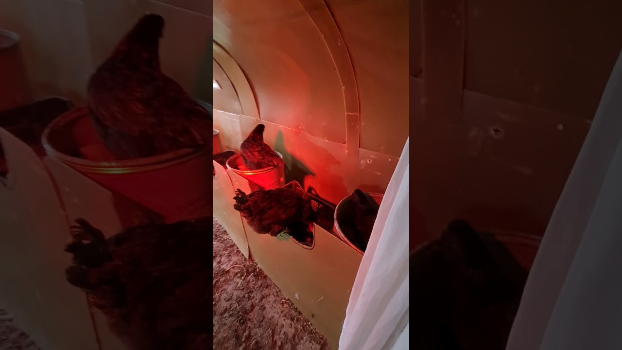 gezen tavuk  yumurta çiftliği