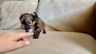 TeaCup Shih Tzu Puppy 🐶 Too Cute!