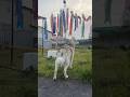 ボビさんと鯉のぼり2026 #シベリアンハスキー #siberianhusky #husky #huskylife