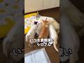 シロさんの育児日記⑪