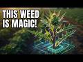 This Weed Shows Where You're Losing Money
