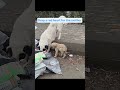 A hungry mama still chose her baby first… 💔🐾