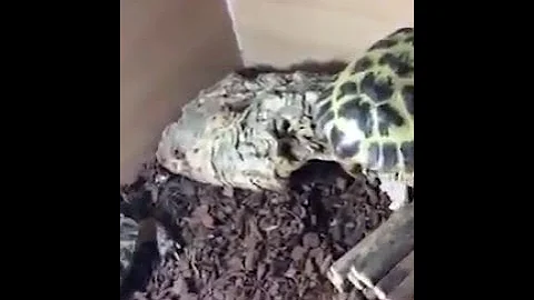 Tortoise banter take 3