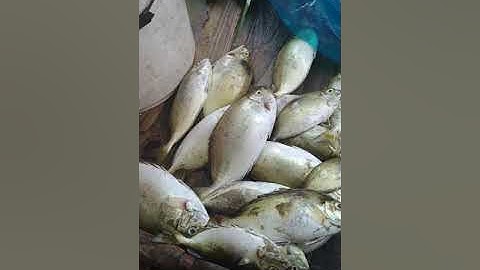 Tour câu cá trên Vịnh Lan Hạ .