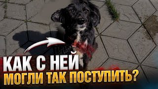 Собака с разорванной шеей от ошейника Хасю ВИДЕЛИ?! Где он?