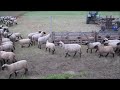Schafe und Lämmer Behandlung