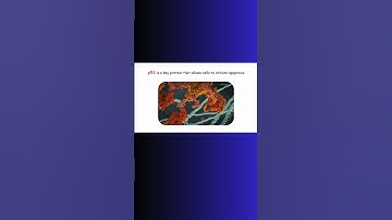 p53 APOPTOSIS AND CANCER! #p53 #cancer #apoptosis #genetics #genes