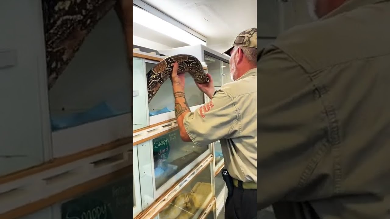 Толстый мальчик 19 лет, красный удав 😮 #шорты