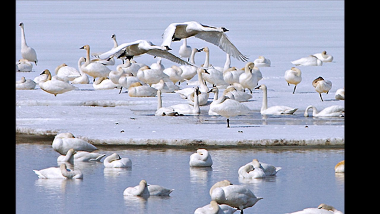 Song of the Tundra Swan ((Canzone del Cigno minore))