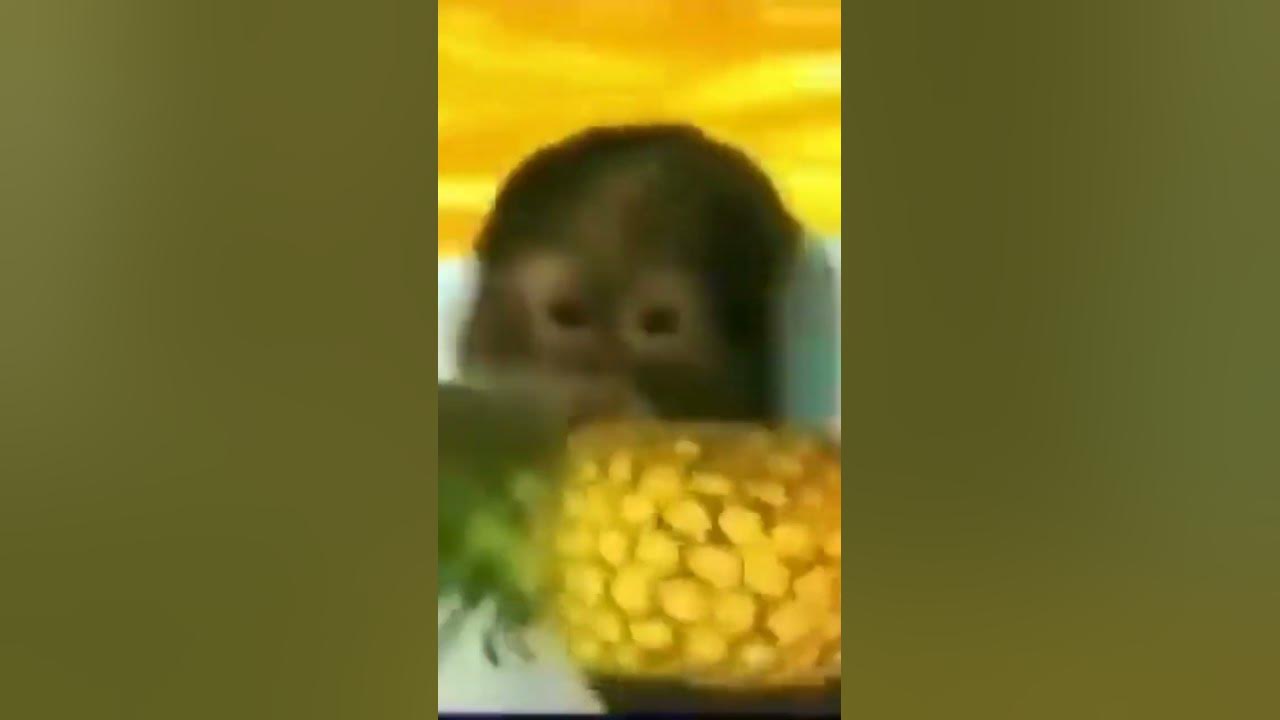 бибизянки - YouTube