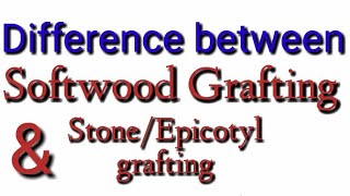 Difference Between Epicotyl Grafting And Soft Wood Grafting