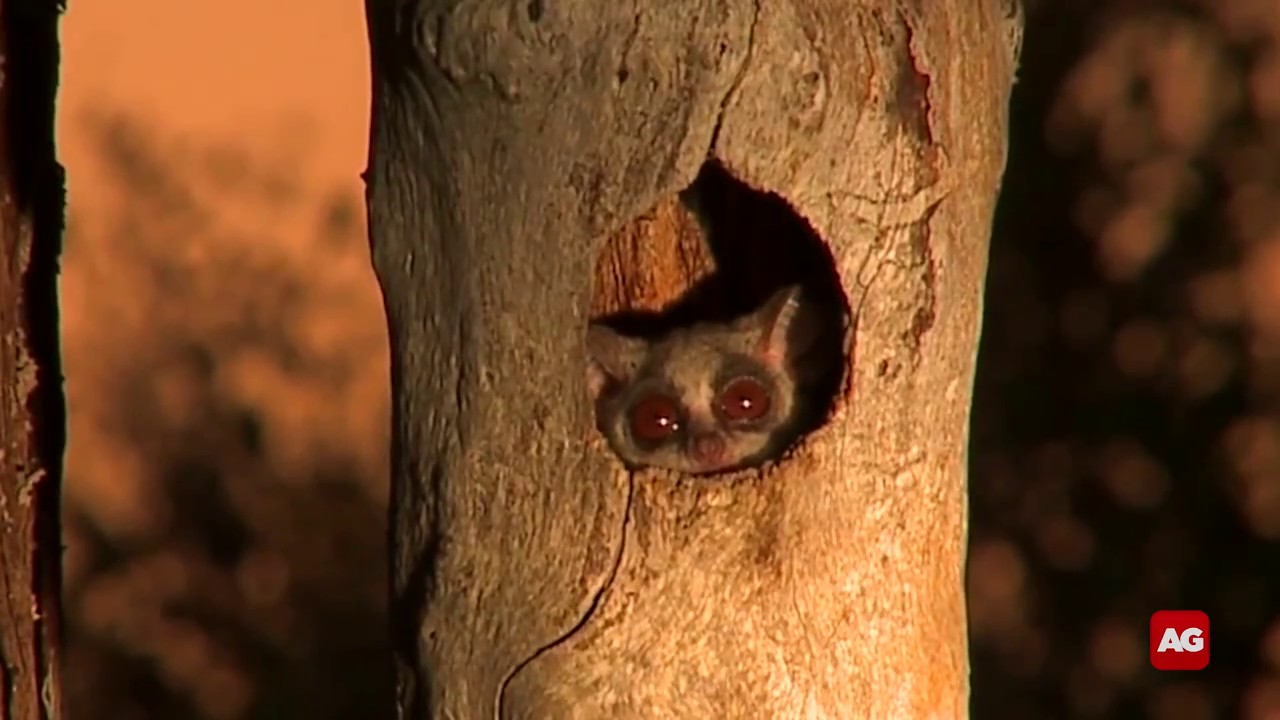 Cuteness overload: African bushbaby